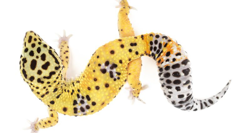 La cola gruesa del Gecko leopardo es una de sus características más significativas