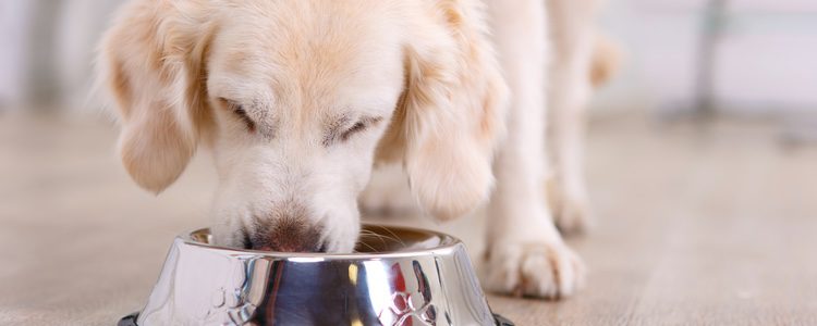 La mayoría de los perros domésticos suelen comer más comida de 'humanos' que pienso.