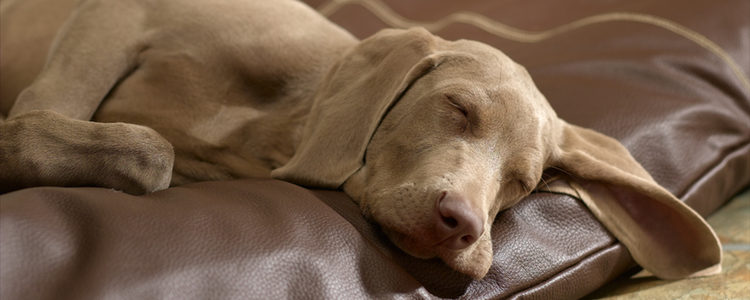 Hay quien cree que los perros deben dormir en una cama como los humanos