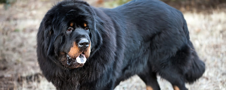 El Mastín tibetano es el perro más caro del mundo