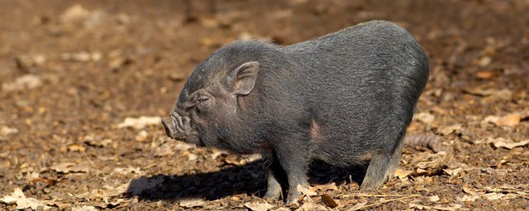 Este especie de cerdo enano procede de Vietnam y otros países de alrededor