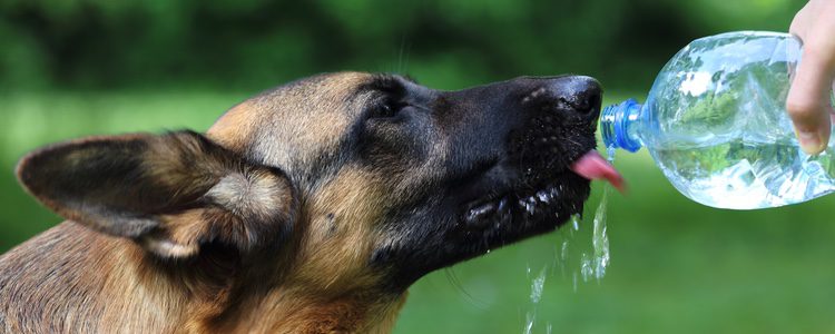Es fundamental hidratar a los perros durante su exposición al sol