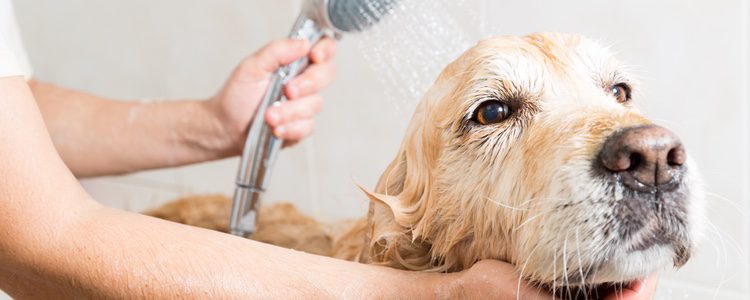 Da un buen baño a tu perro