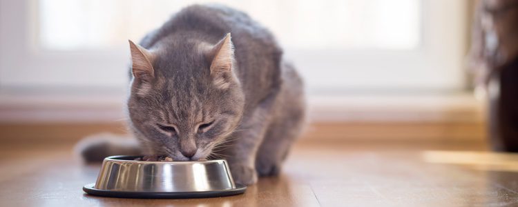 Siempre que les dejes comida y agua, tus gatos pueden pasar varios días solos 