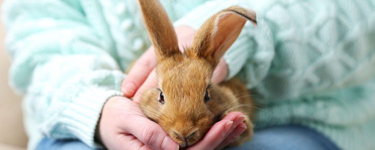 Los conejos tienen 6 incisivos y 22 premolares