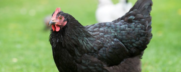 La gallina negra procede de Castilla
