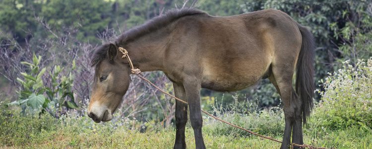 Para obtener mulas o burdéganos es necesario entrenar a los progenitores para que copulen