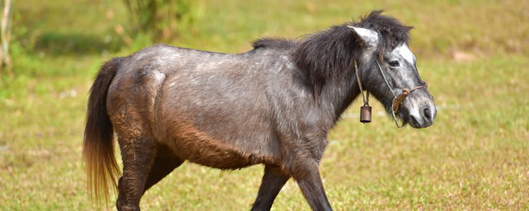 El tamaño del burdégano es intermedio entre una mula y y un burro