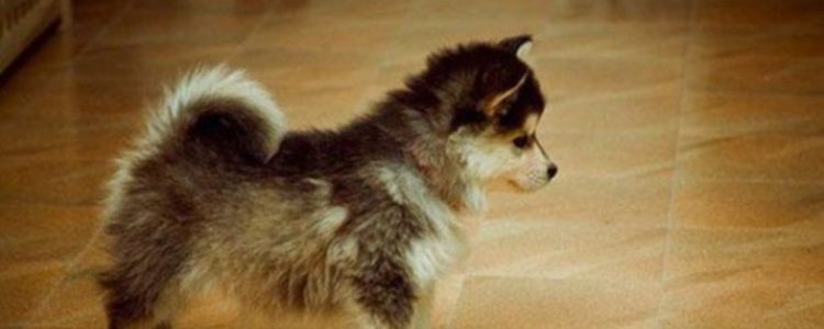 Un perro Pomsky tiene gran cantidad de pelo y su color suele ser similar al del Husky Siberiano | Fuente: perfecto.guru