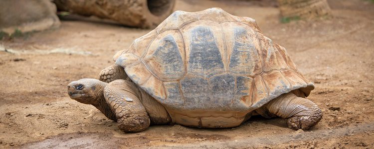 Existen varias especies de tortugas terrestres