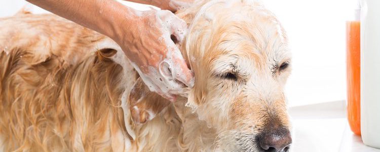 Deberás mantener la higiene de tu animal
