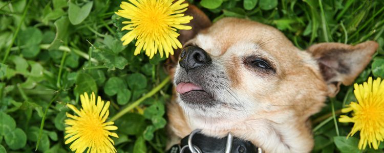 Hay una gran cantidad de plantas que resultan tóxicas para nuestras mascotas 