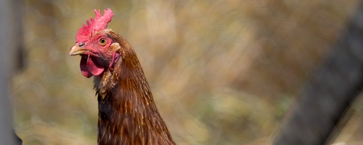 Las gallinas ponedoras se pueden clasificar por color o según su peso