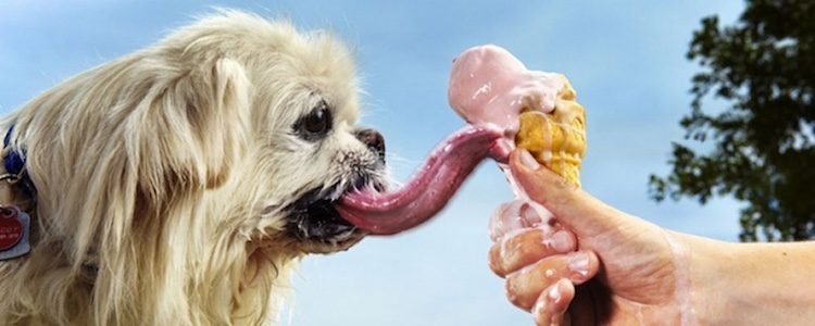 Puggy es el perro con la lengua más larga