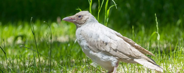 Cuervo albino