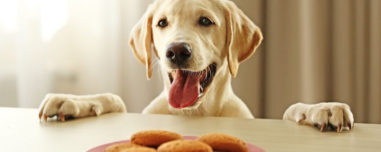 Existen muchas recetas de galletas caseras para tu perro