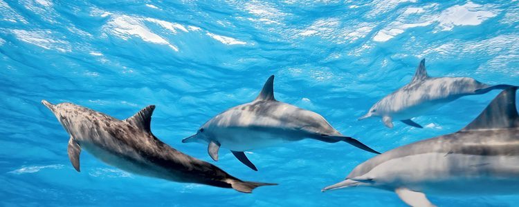 Los delfines desactivan parte del cerebro para dormir