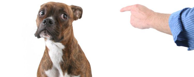 Los perros emiten un quejido para mostrar sumisión