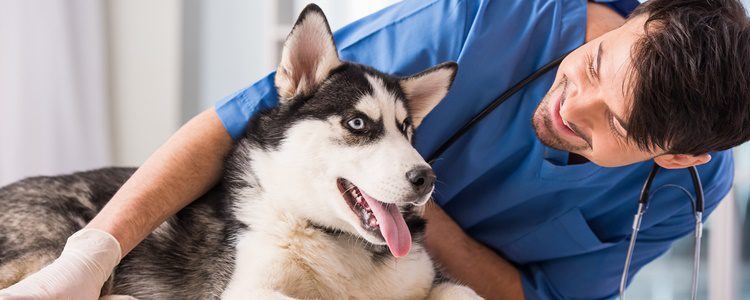 Consulta con tu veterinario si puedes volcar el contenido del medicamento directamente en la comida de tu mascota