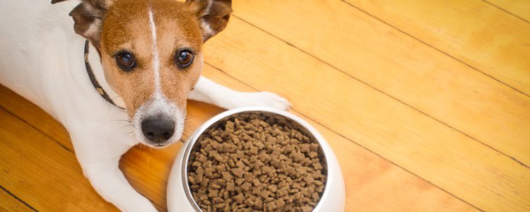 Puedes intentar camuflar el medicamento en la comida de tu perro