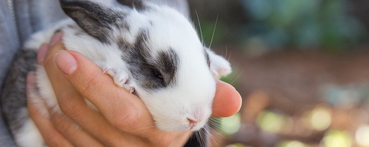 Los cuidados de los conejos son de los más sencillos