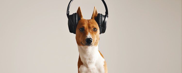 La música tiene numerosos efectos positivos sobre los perros