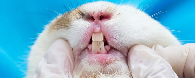 Los dientes de los conejos no paran de crecer a lo largo de toda su vida 