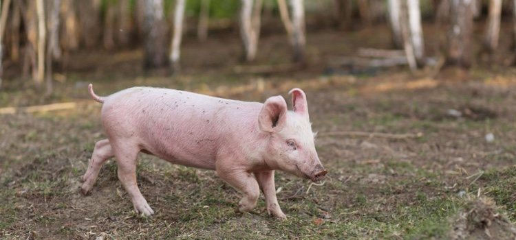 Los cerdos vietnamitas pueden acabar teniendo deformidades en las pezuñas no acostumbrar a hacer ejercicio a diario