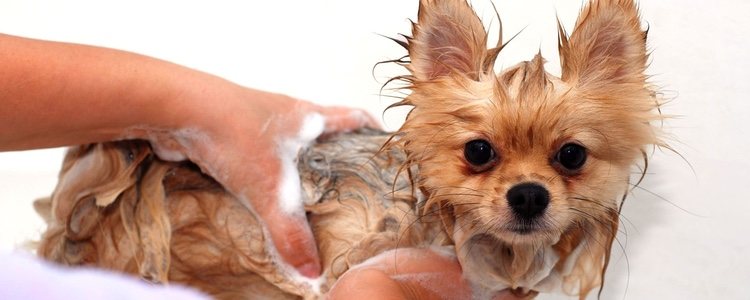Debemos aplicar una capa de champú y otra de mascarilla al pelo de tu perro para que quede más suave y cuidados