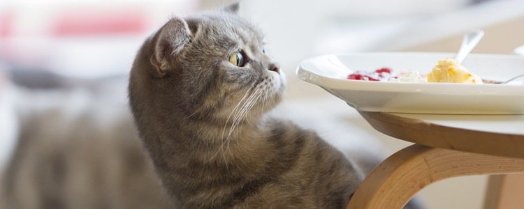 Los gatos no comen lo mismo que los humanos