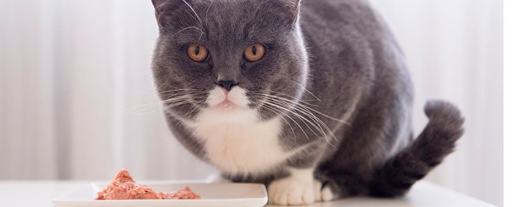 Para salir de la rutina, puedes complementar la alimentación de tu gato con alimentos húmedos como patés
