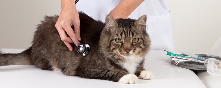 Los más importante es que acudas con tu gato al veterinario lo antes posible