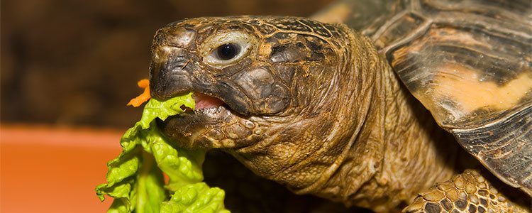 Una alimentación con exceso de fruta o lechuga puede producir cólico en la tortuga