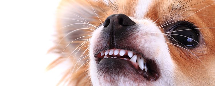 Agresividad, estrés, ansiedad y miedos son algunos síntomas que presenta un can con el síndrome del perro pequeño