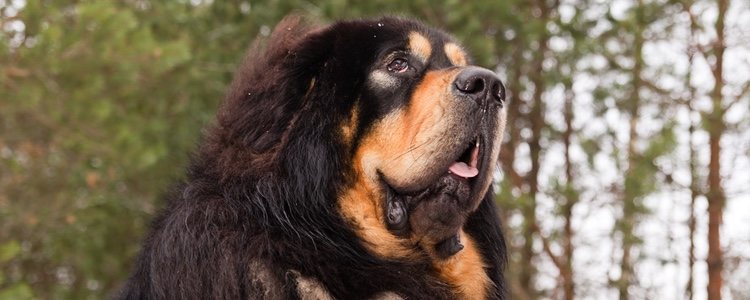 El mastín tibetano es considerado el perro más caro del mundo
