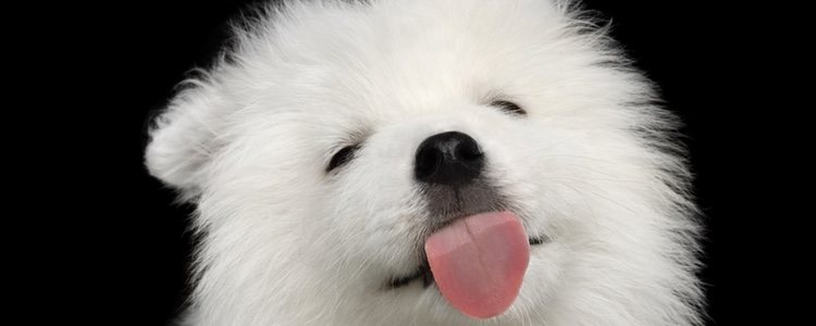 La boca de los perros no es más limpia que la de los humanos