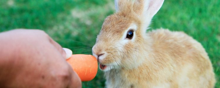 Los conejos son capaces de distinguir todo tipo de sabores, al igual que los seres humanos