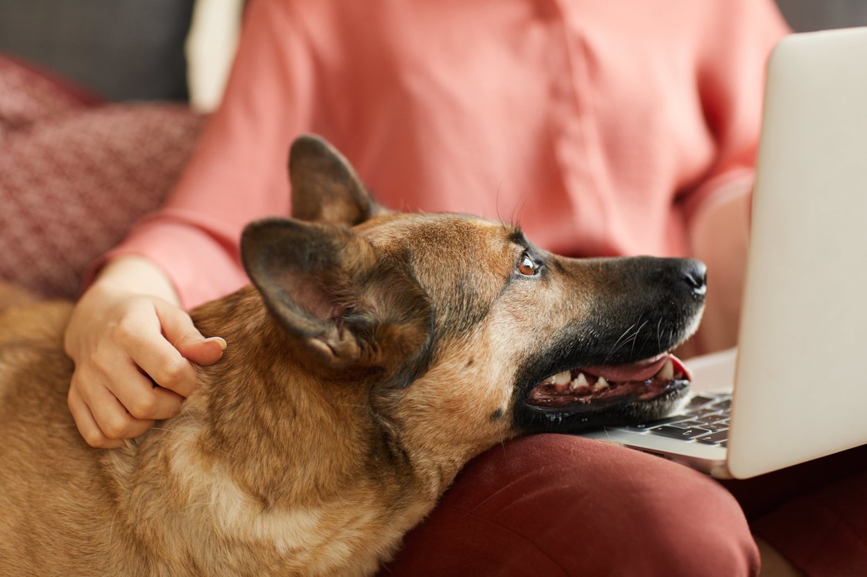 O pastor alemão é um cão muito fiel ao seu proprietário