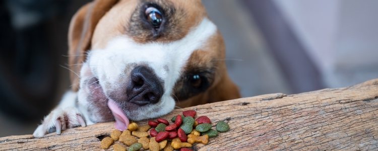 Puedes tentar al perro con otro tipo de comida para comprobar si come