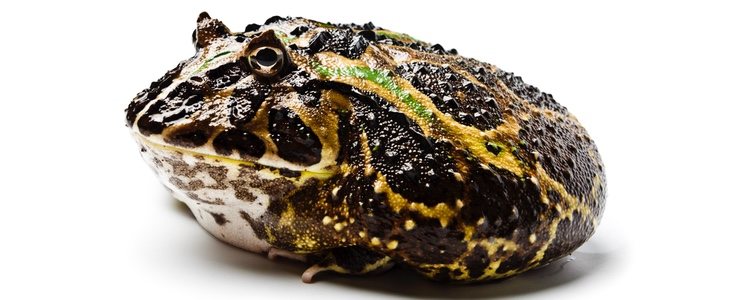 Algunas ranas de Cranwel mueren antes de lo normal debido a la ingesta de objetos no comestibles
