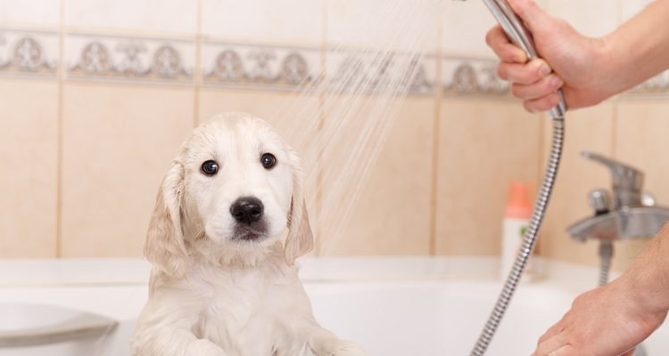 El agua a presión puede asustar al perro