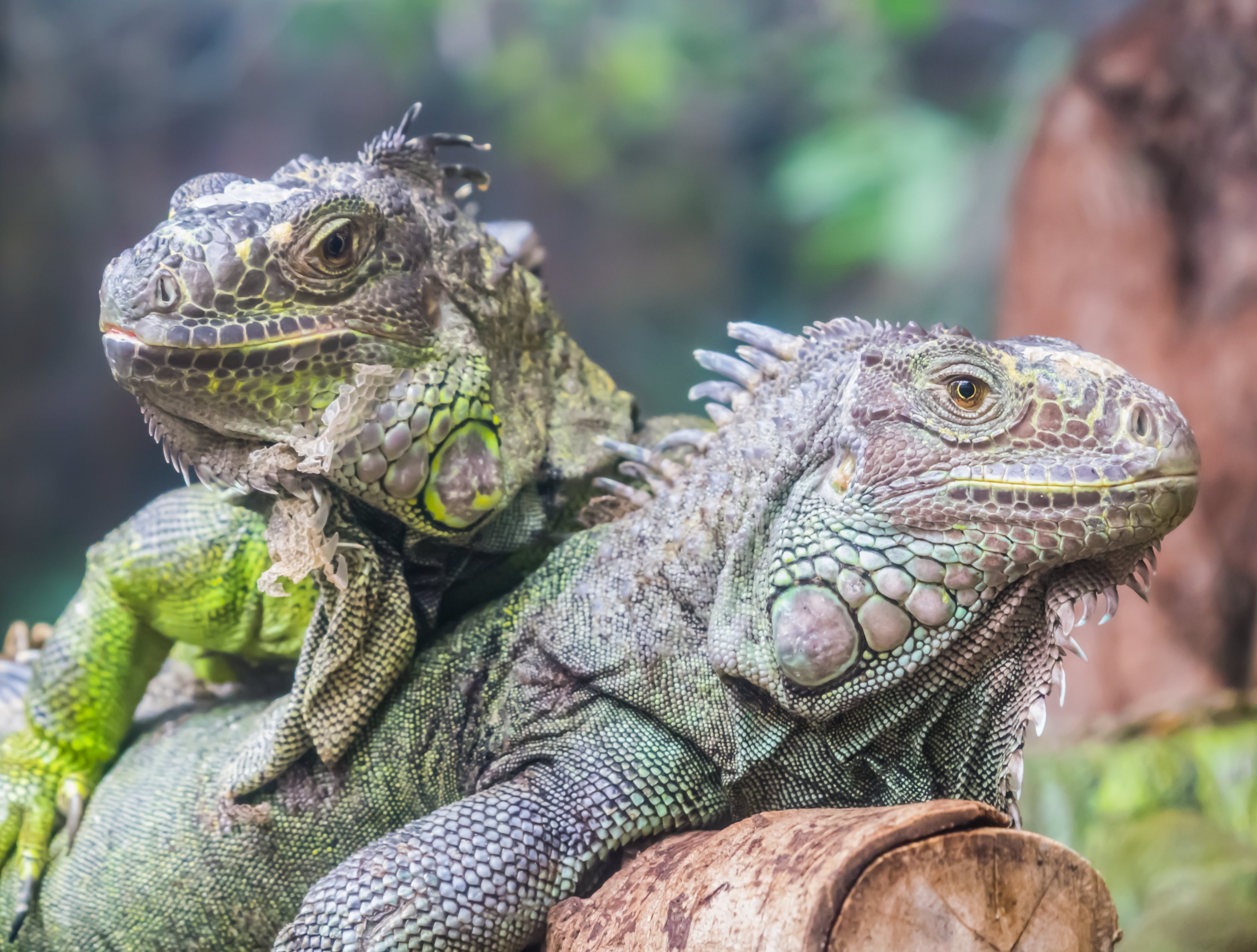 Hay varios tipos de iguanas que tienes que conocer