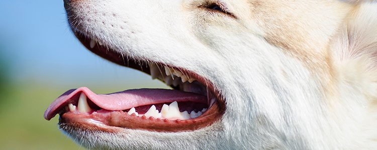 No intentes sacar la lengua del perro porque sus dientes pueden hacerte daño