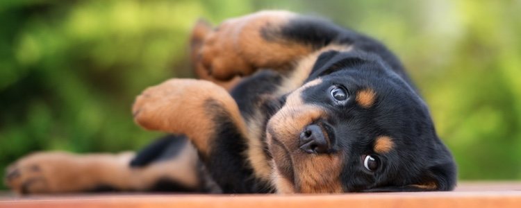 Cuidados De Un Rottweiler Cachorro Todo Lo Que Necesitas Saber