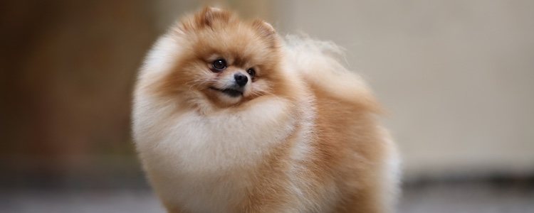 Los perros Pomerania son muy pequeño y tienen aspecto de peluche