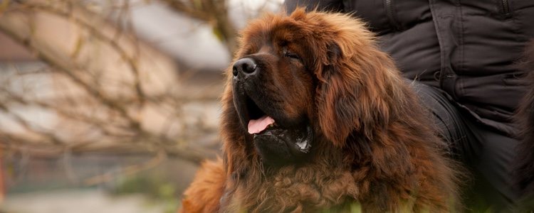 El color del pelo de Dogo del Tíbet puede presentarse en diferentes tonalidades