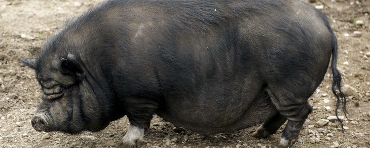 El cerdo vietnamita puede llegar a alcanzar casi los 140 kg de peso