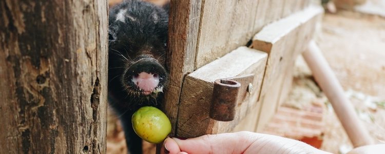 La fruta es uno de los alimentos que los mini pig pueden comer aunque moderando las porciones 