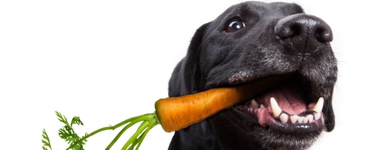 Una buena alimentación de nuestro canino reducirá el riesgo de problemas en el corazón
