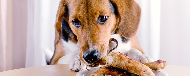 La proteína más adecuada para los caninos provienen directamente de alimentos como el pollo, el pescado o verduras